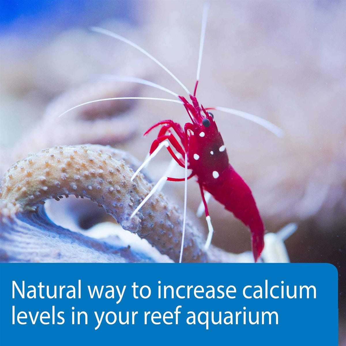 Calcium U1302