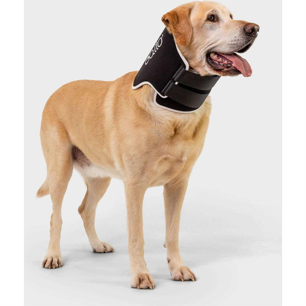 Dog Cone A717