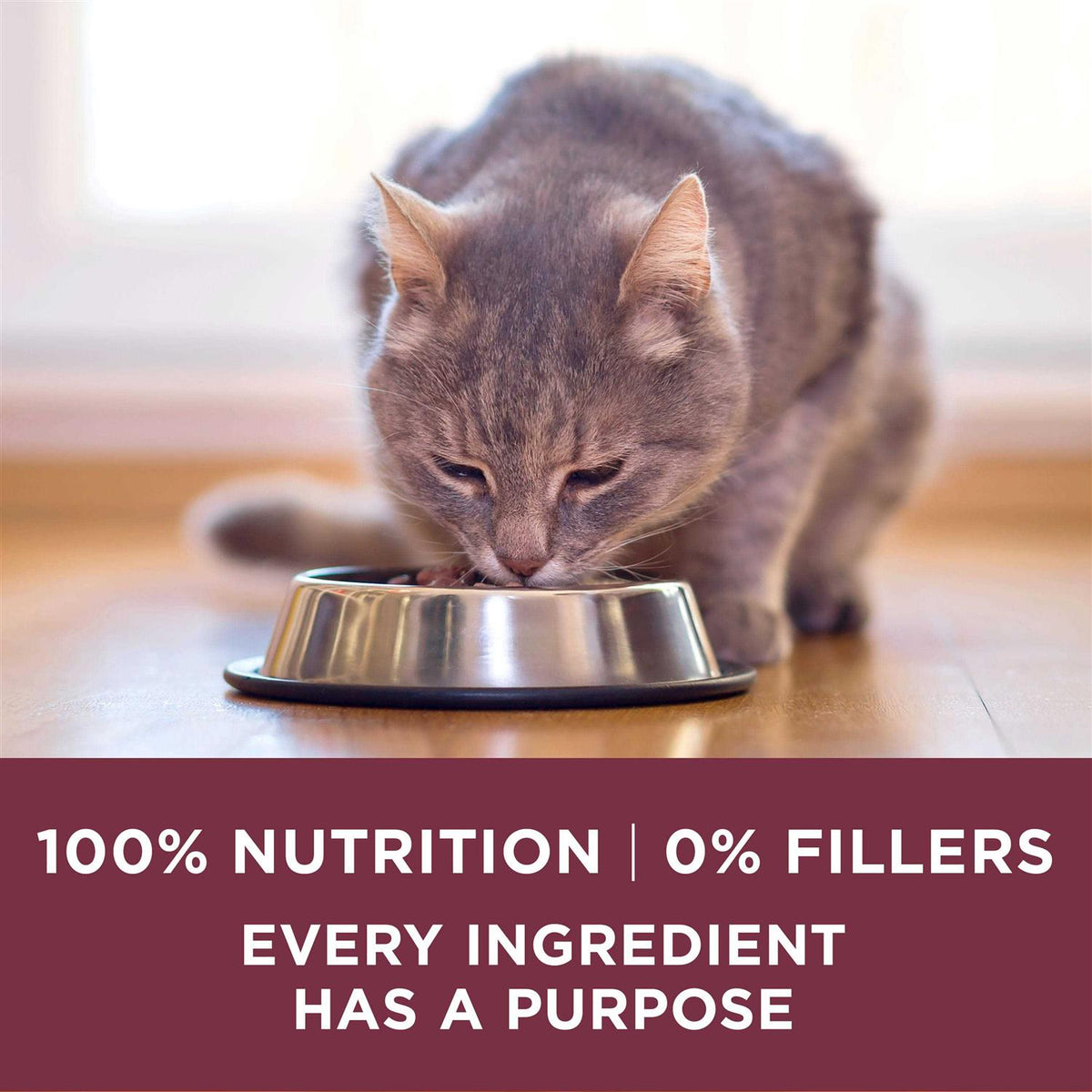 Dry Cat Food J2235