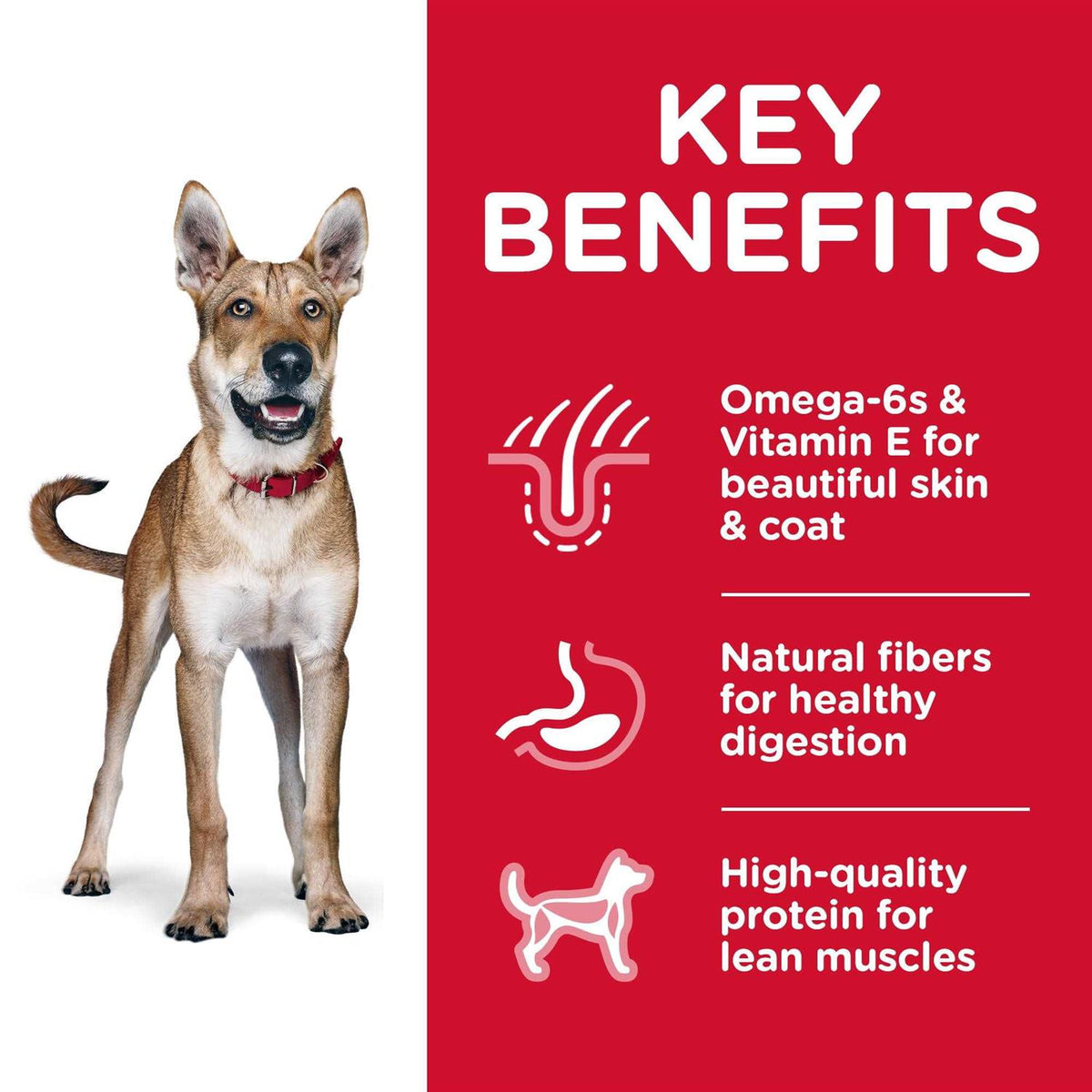 Adult Chicken & Barley Dry Dog Food Q801671