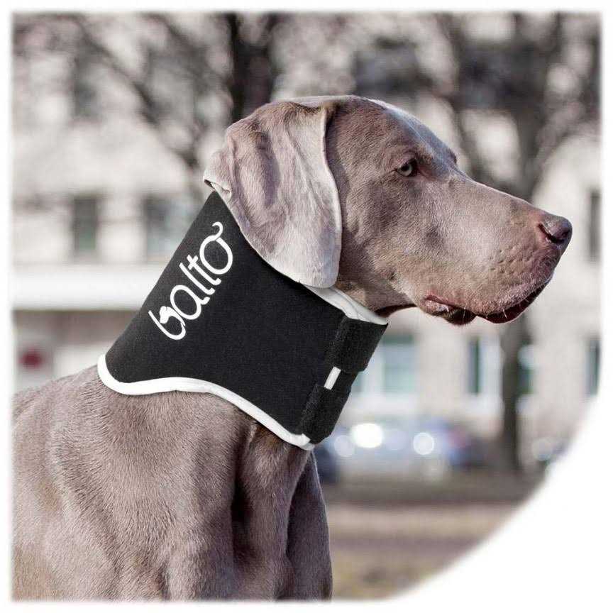Dog Cone A717