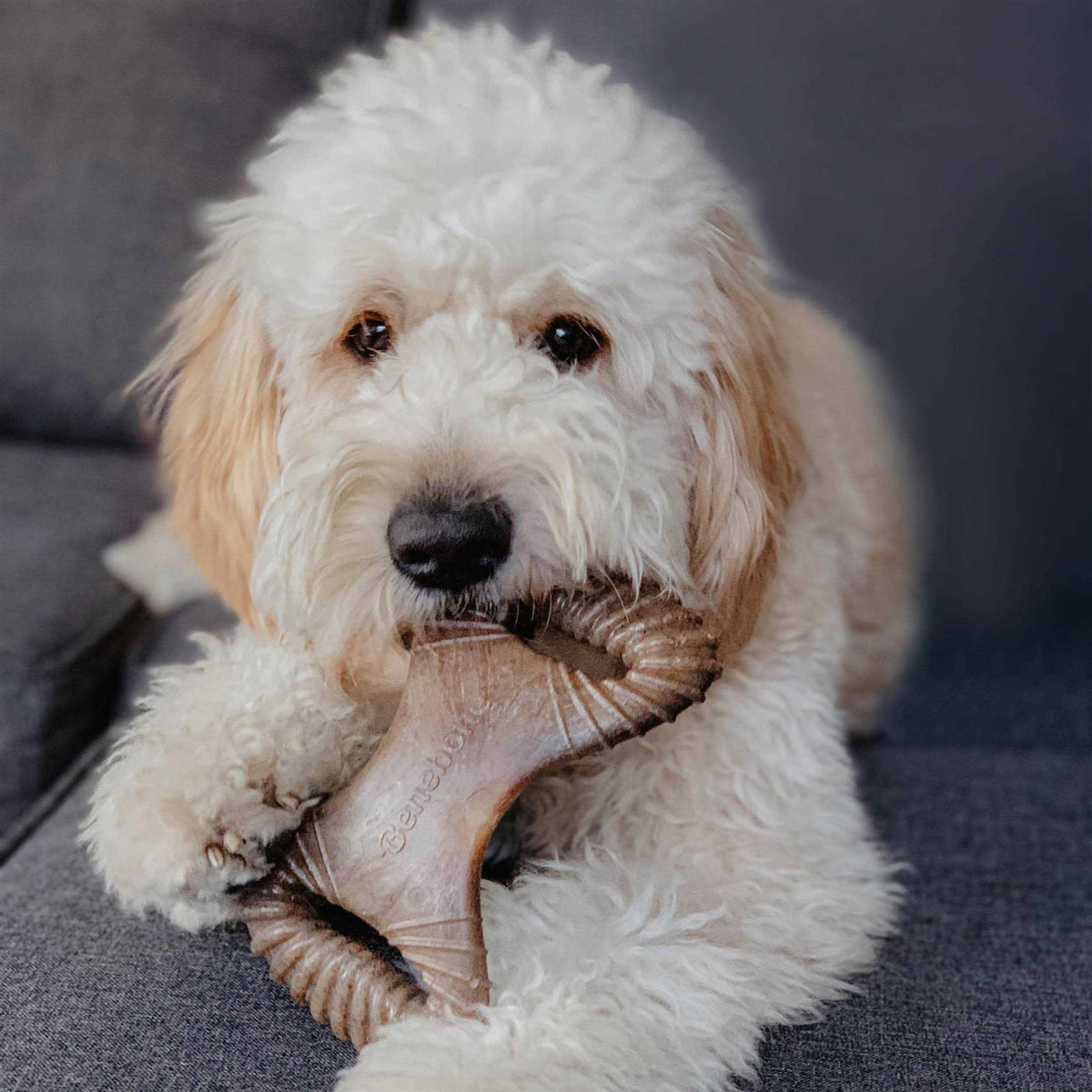 Dental Chew Dog Toy U780