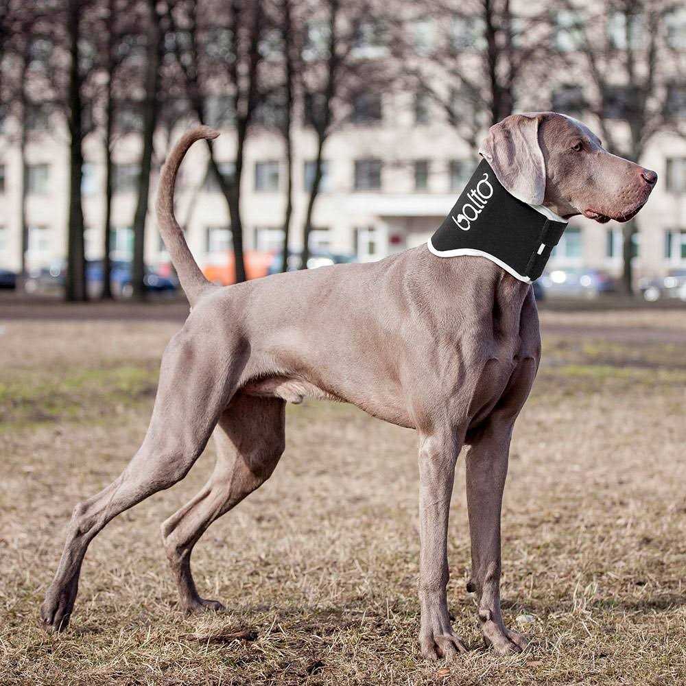 Dog Cone A717