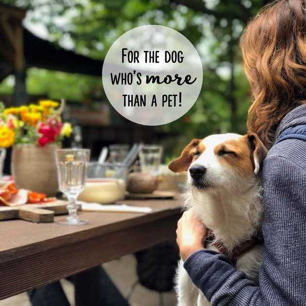 Cheese Flavor Dog Treats N224