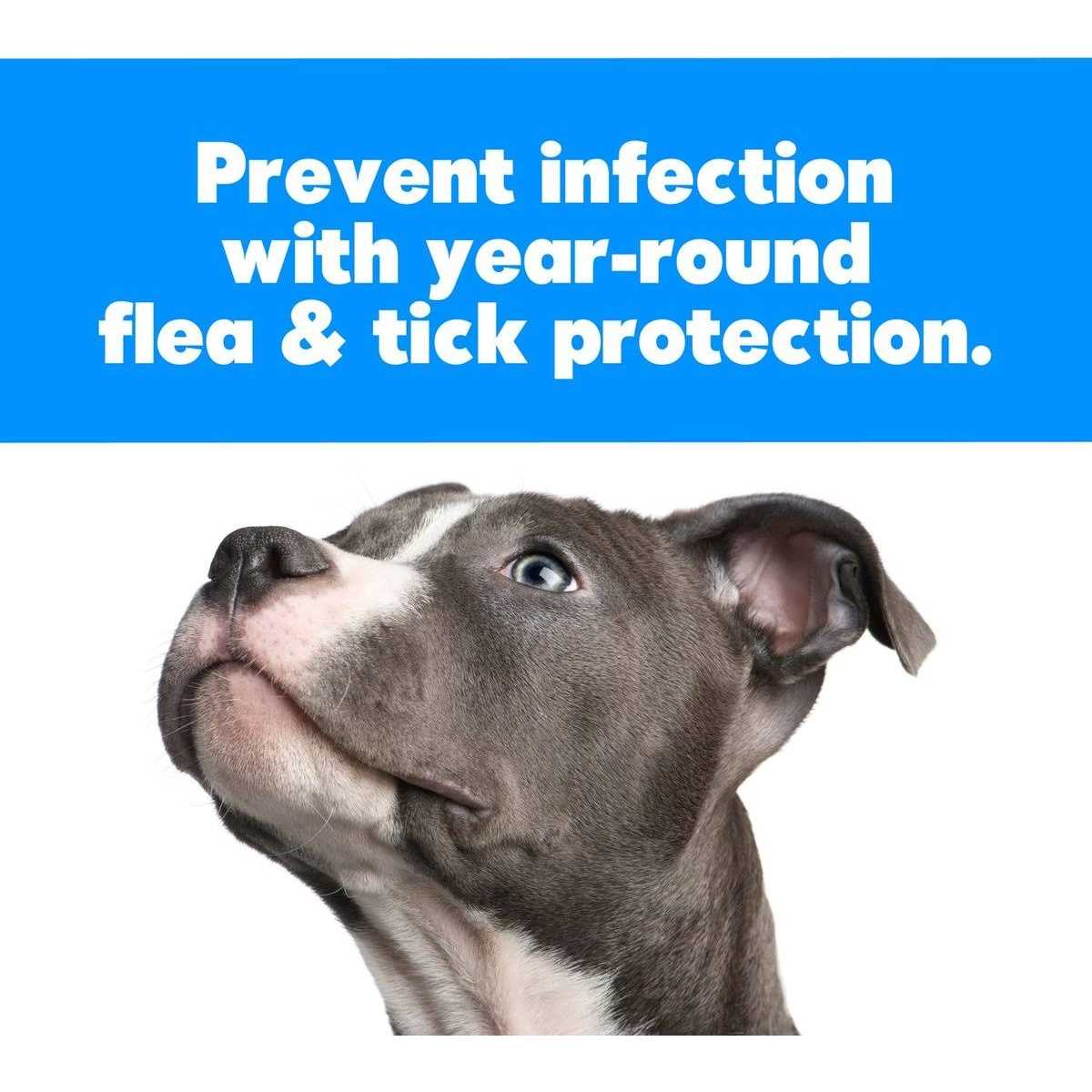 Flea Comb O587