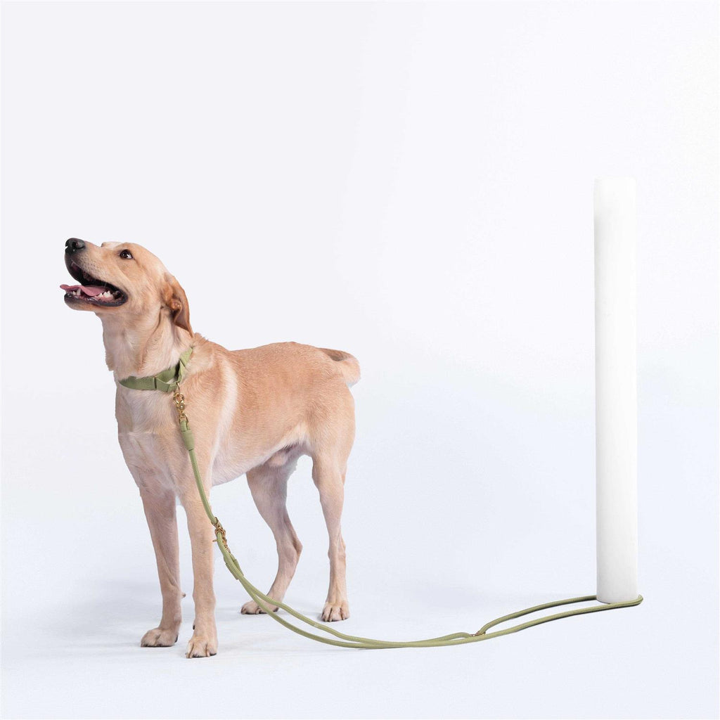 Leash N69095