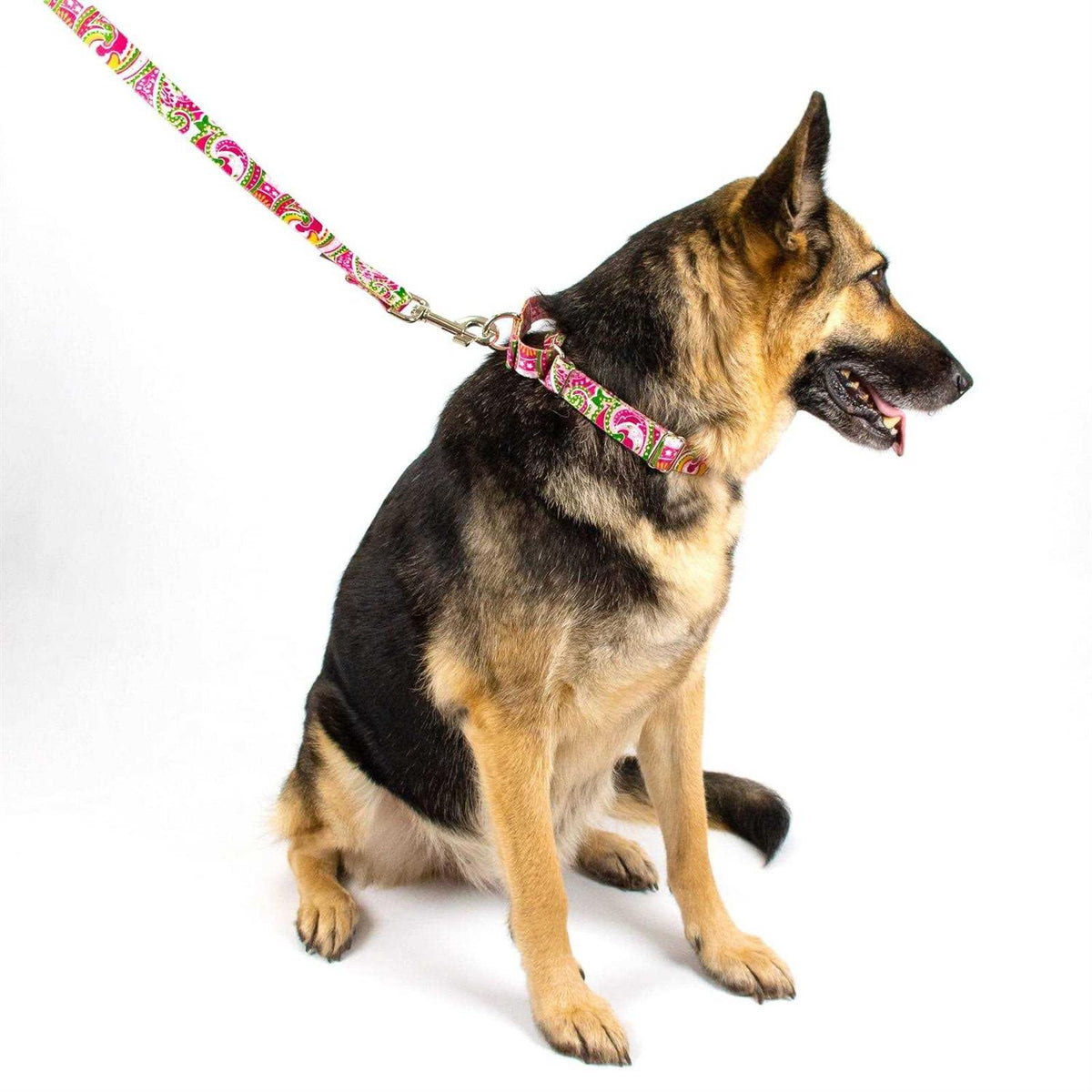 Martingale Dog Collar K864