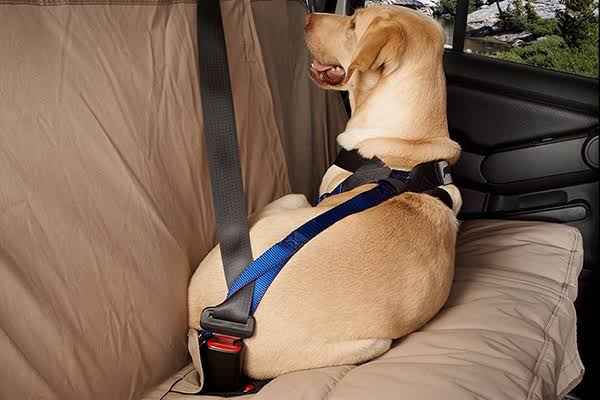 Blue Travel Safe Harness C4711