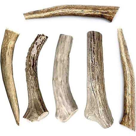 All Natural Whole Deer Antler Dog Chew Treats Q16021