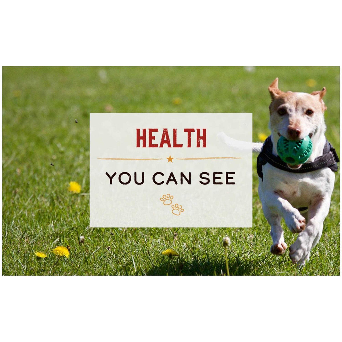 Grain Free Small Dog Food X93397