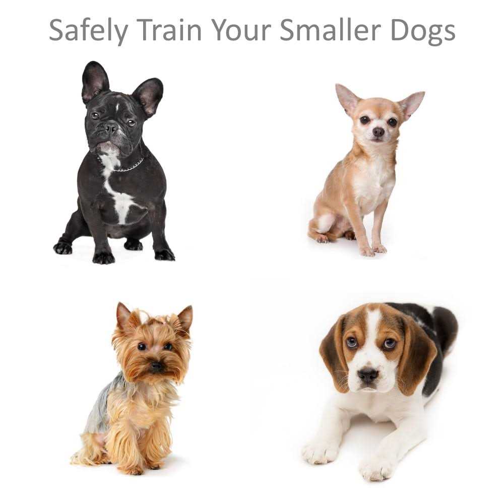 Shock Collar for Small Dogs with Remote C7156