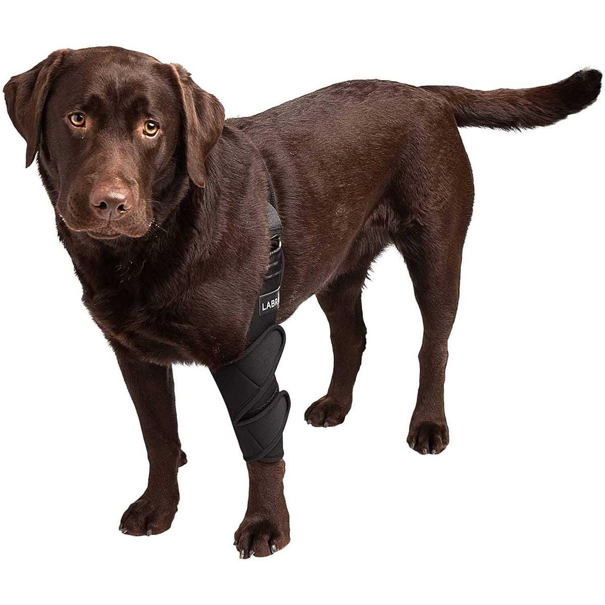 Canine Shoulder Elbow Brace G179