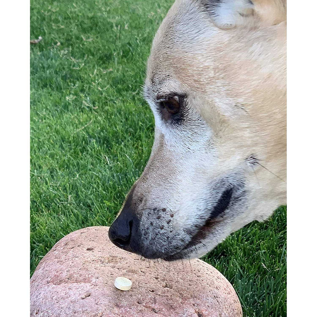 Brewers Yeast Chewable Tablets with Garlic P436045