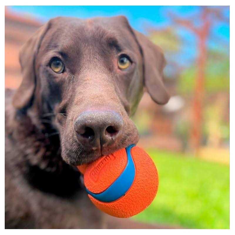 Dog Toy O5930